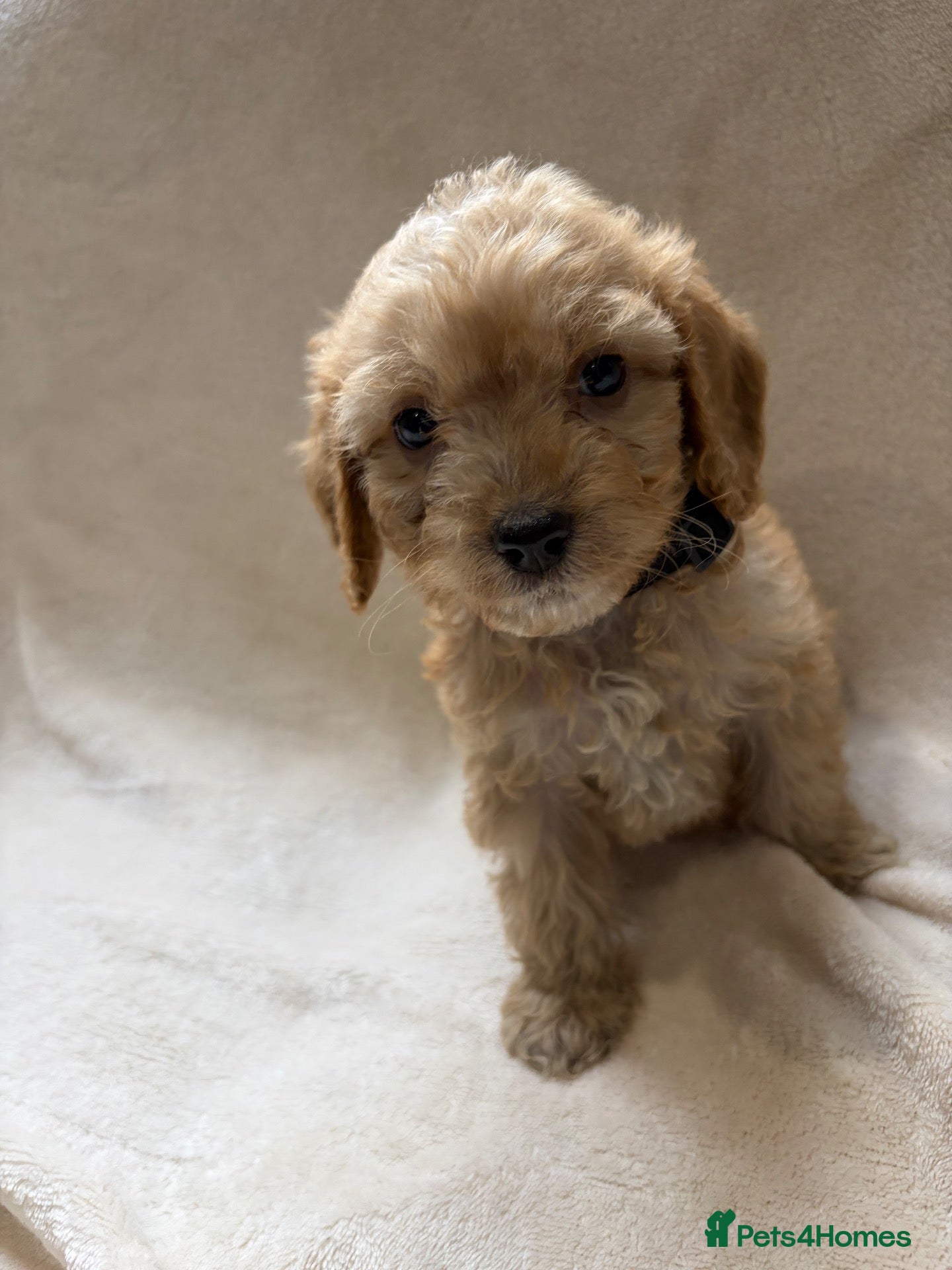 Cockapoo dogs for sale: 🐾STUNNING COCKERPOO F1 PUPPIES REG BREDER 🐾 - Advert 1