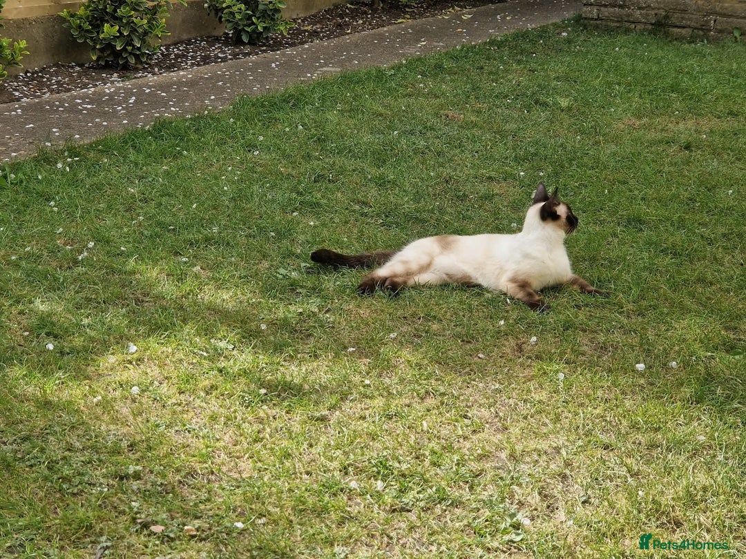 Siamese cats for sale: River - Image 2