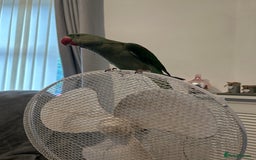 Parakeets birds for sale: Alexandrine and Full set up - Image 3