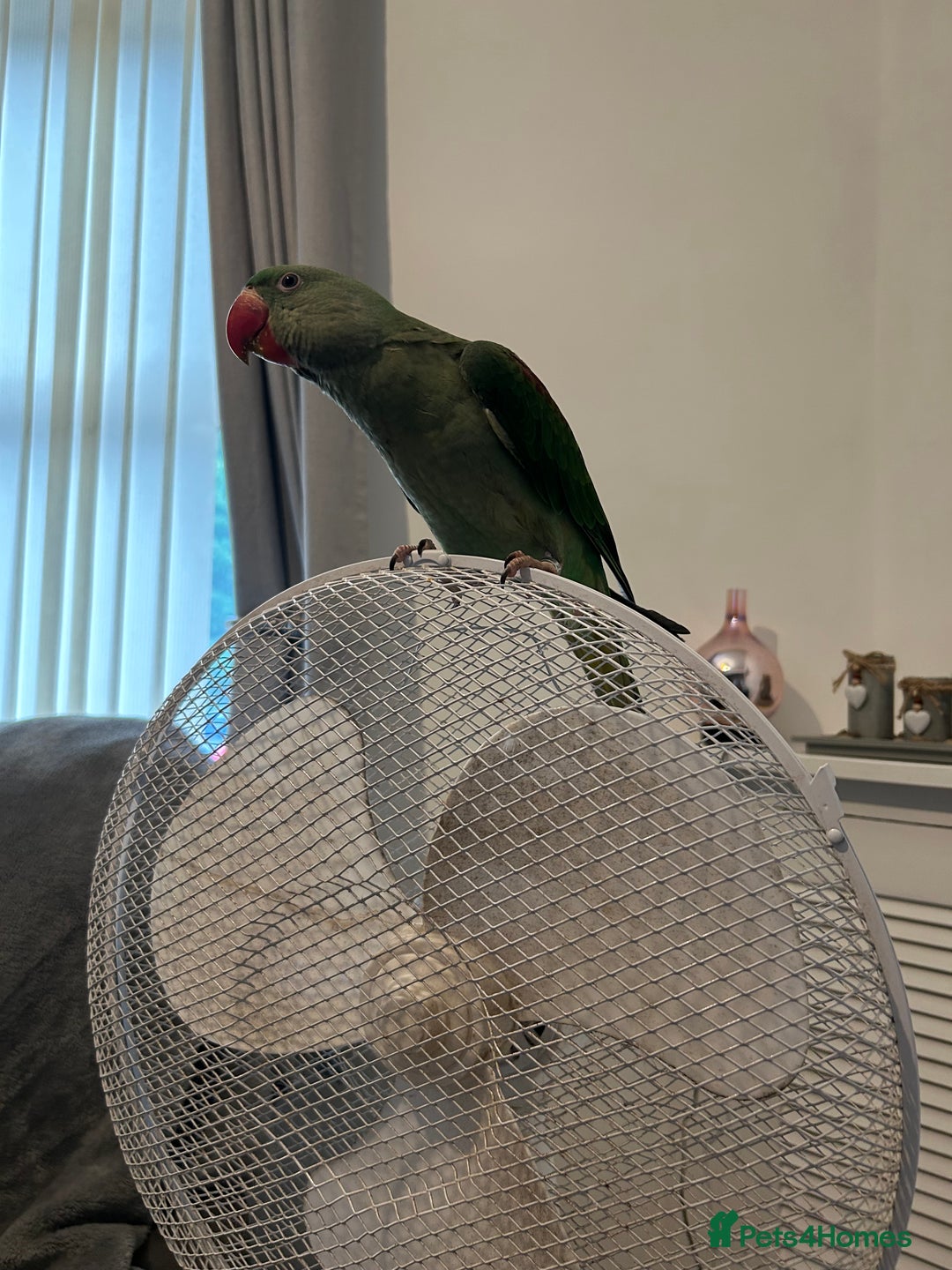 Parakeets birds for sale: Alexandrine and Full set up - Image 3