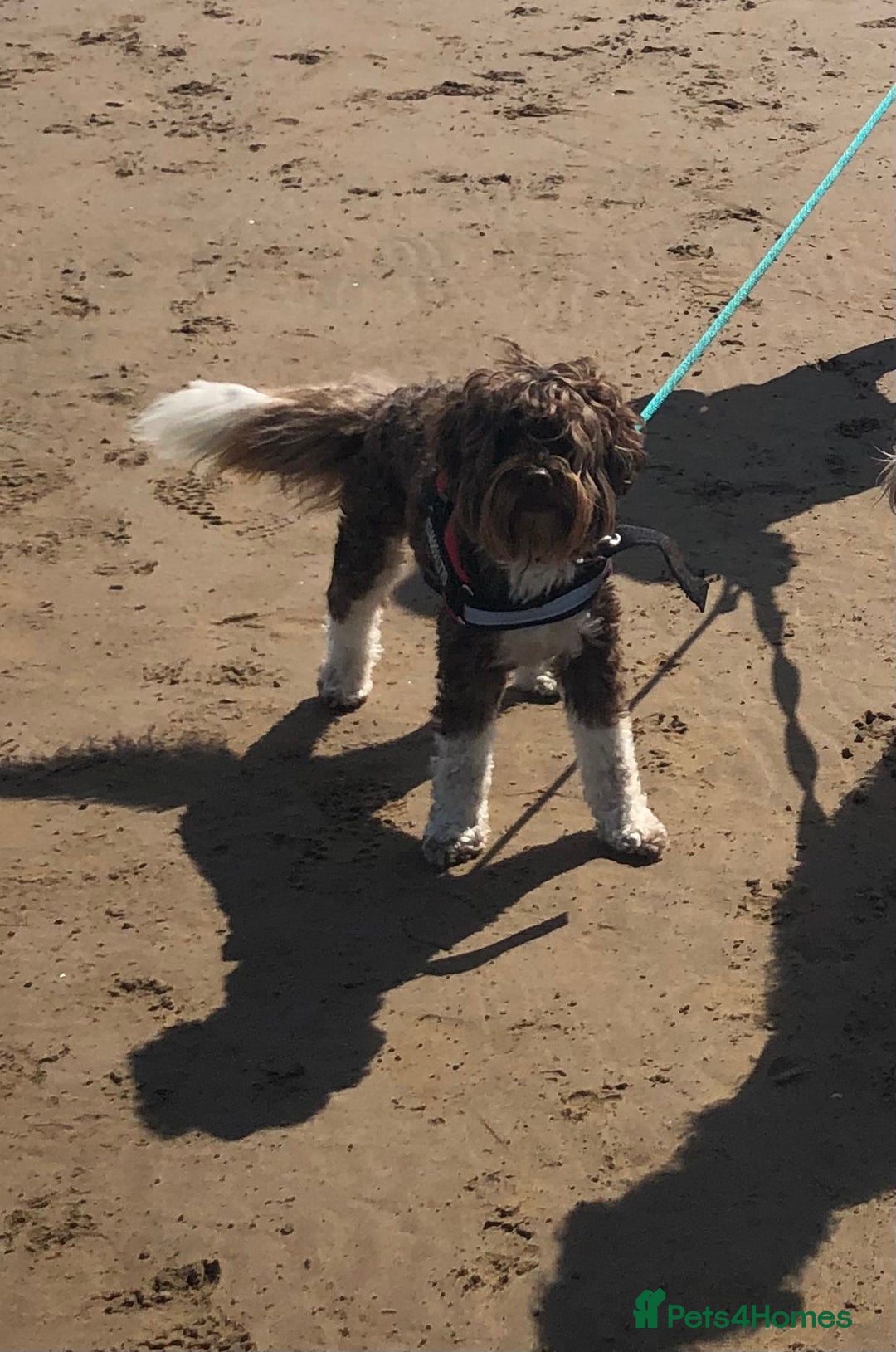 Australian Labradoodle dogs for stud: Proven Miniature Australian Labradoodle Stud  - Advert 3