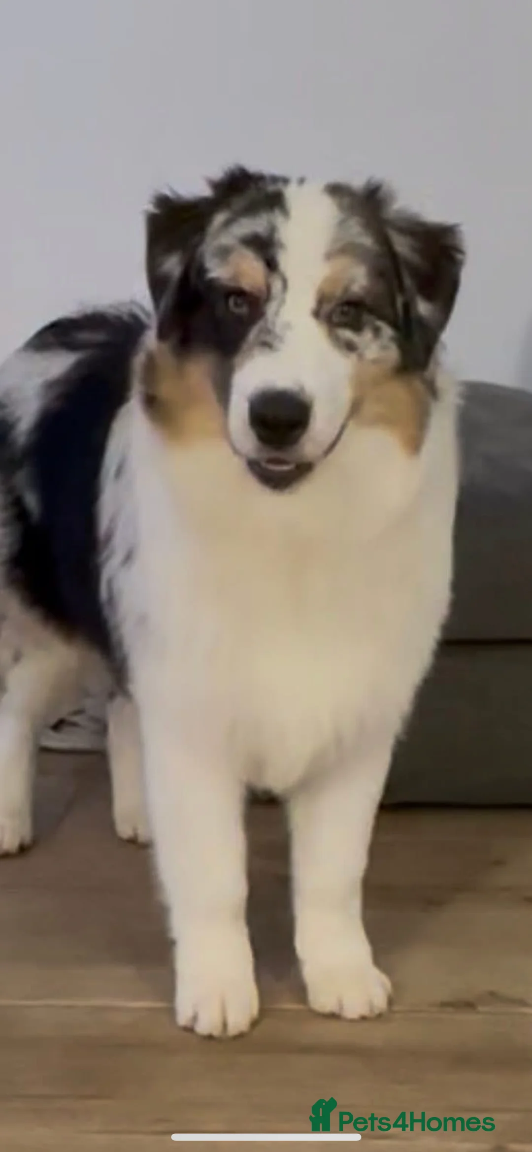 Australian Shepherd dogs for sale: Australian shepherd dog  - Advert 4