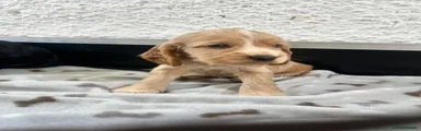 Cocker Spaniel 4