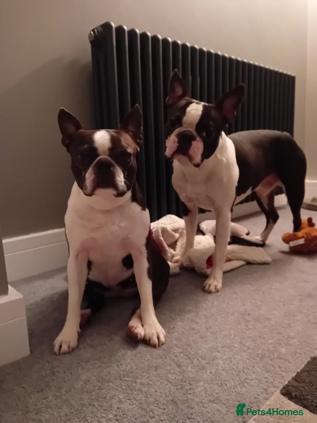 Boston Terrier dogs for stud: My handsome boy ready for stud - Advert 6