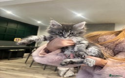 Maine Coon cats for sale:  TICA Maine Coon Kittens Ready for  **  🎁  - Advert 7