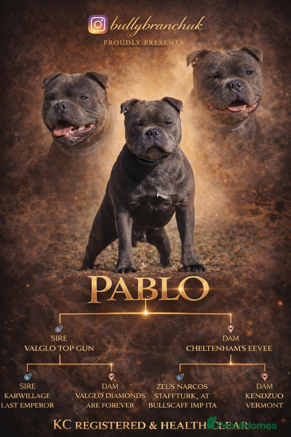 Staffordshire Bull Terrier dogs THE UK’S 🇬🇧 NEXT BEST BLUE STUD! 🐾  in Nottingham - Advert 1