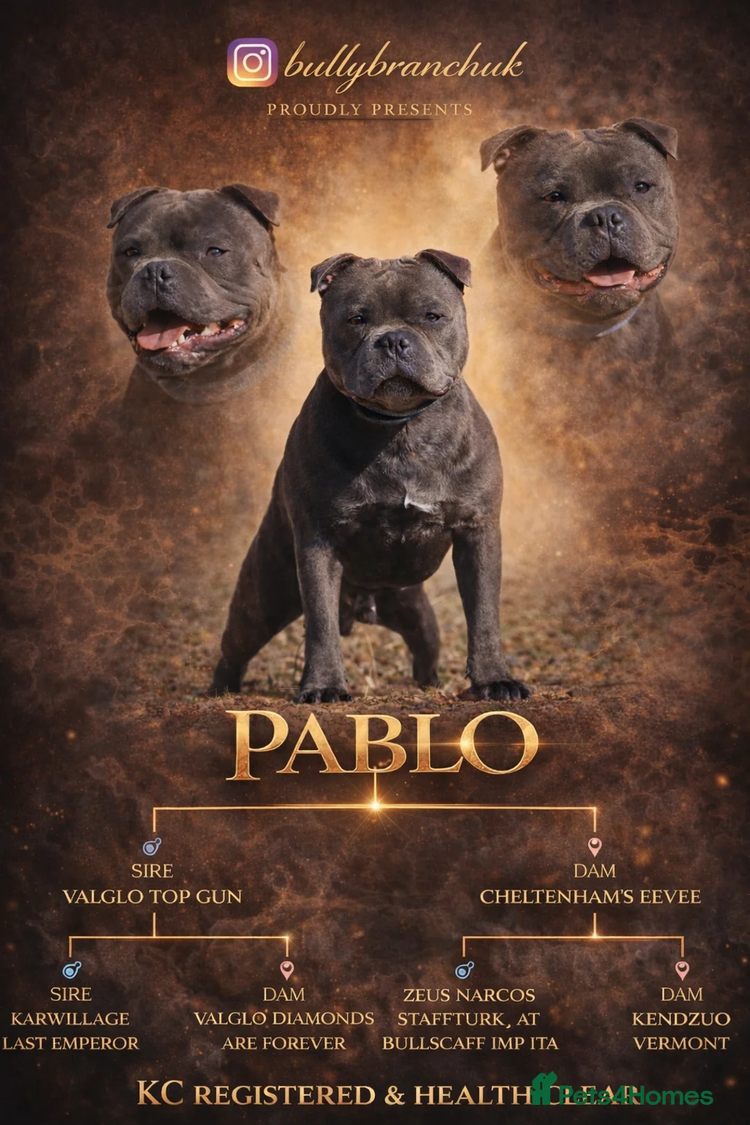 Staffordshire Bull Terrier dogs for stud: THE UK’S 🇬🇧 NEXT BEST BLUE STUD! 🐾  in Nottingham - Advert 1