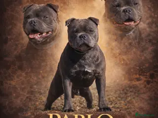 Staffordshire Bull Terrier dogs THE UK’S 🇬🇧 NEXT BEST BLUE STUD! 🐾 in Nottingham - Advert 1