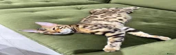 Bengal cats for sale: Bengal cat (still a kitten)  in Greenford - Advert 2