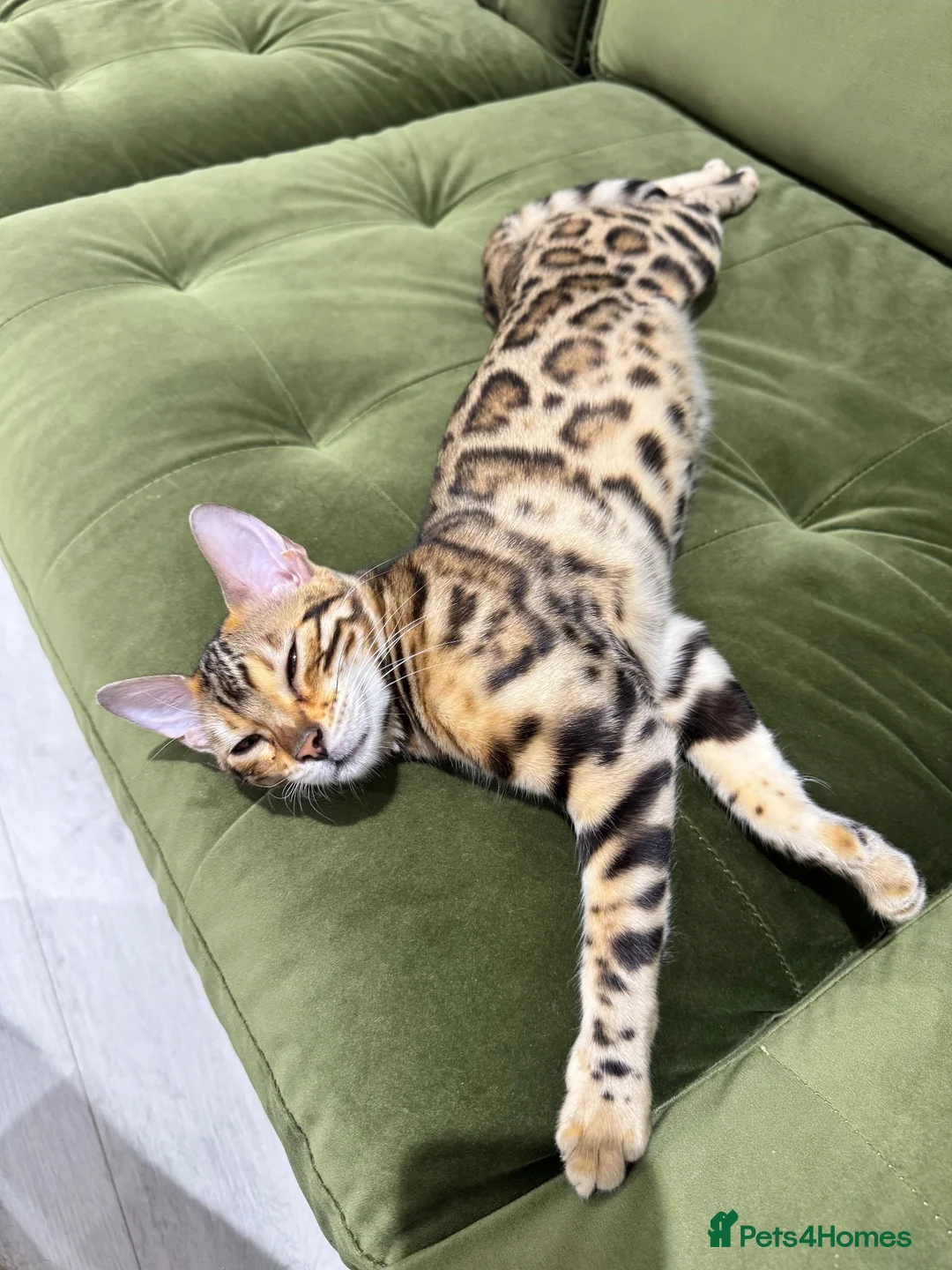 Bengal cats for sale: Bengal cat (still a kitten)  in Greenford - Advert 2