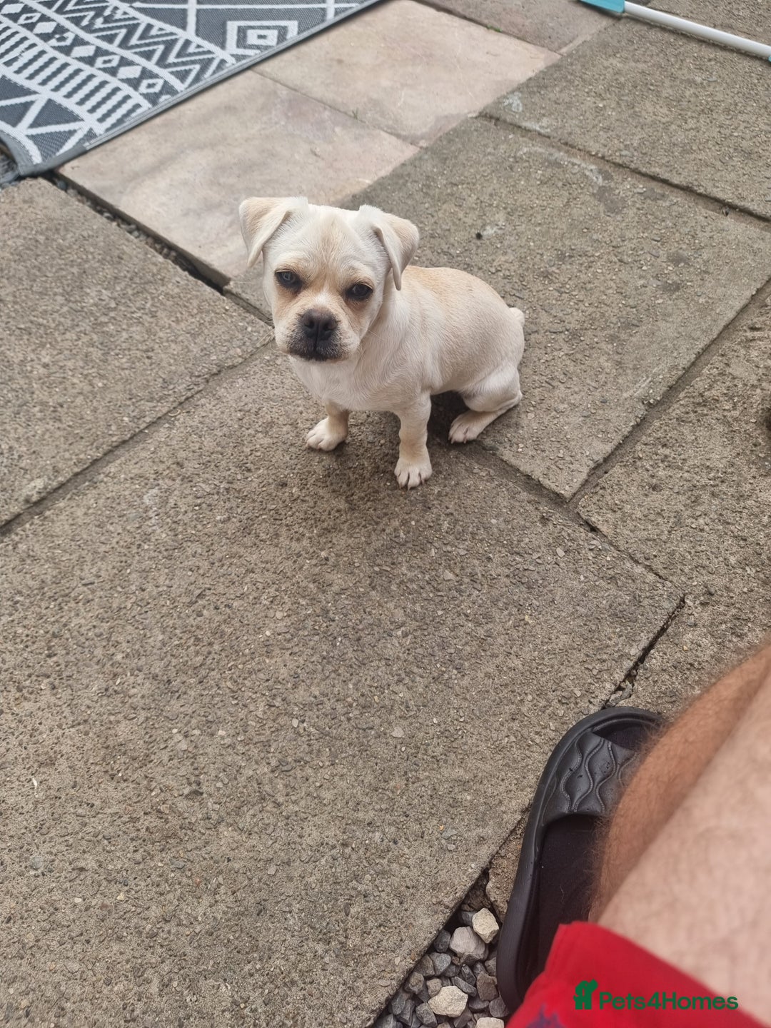 Mixed Breed dogs for sale: Little Bella - Image 7