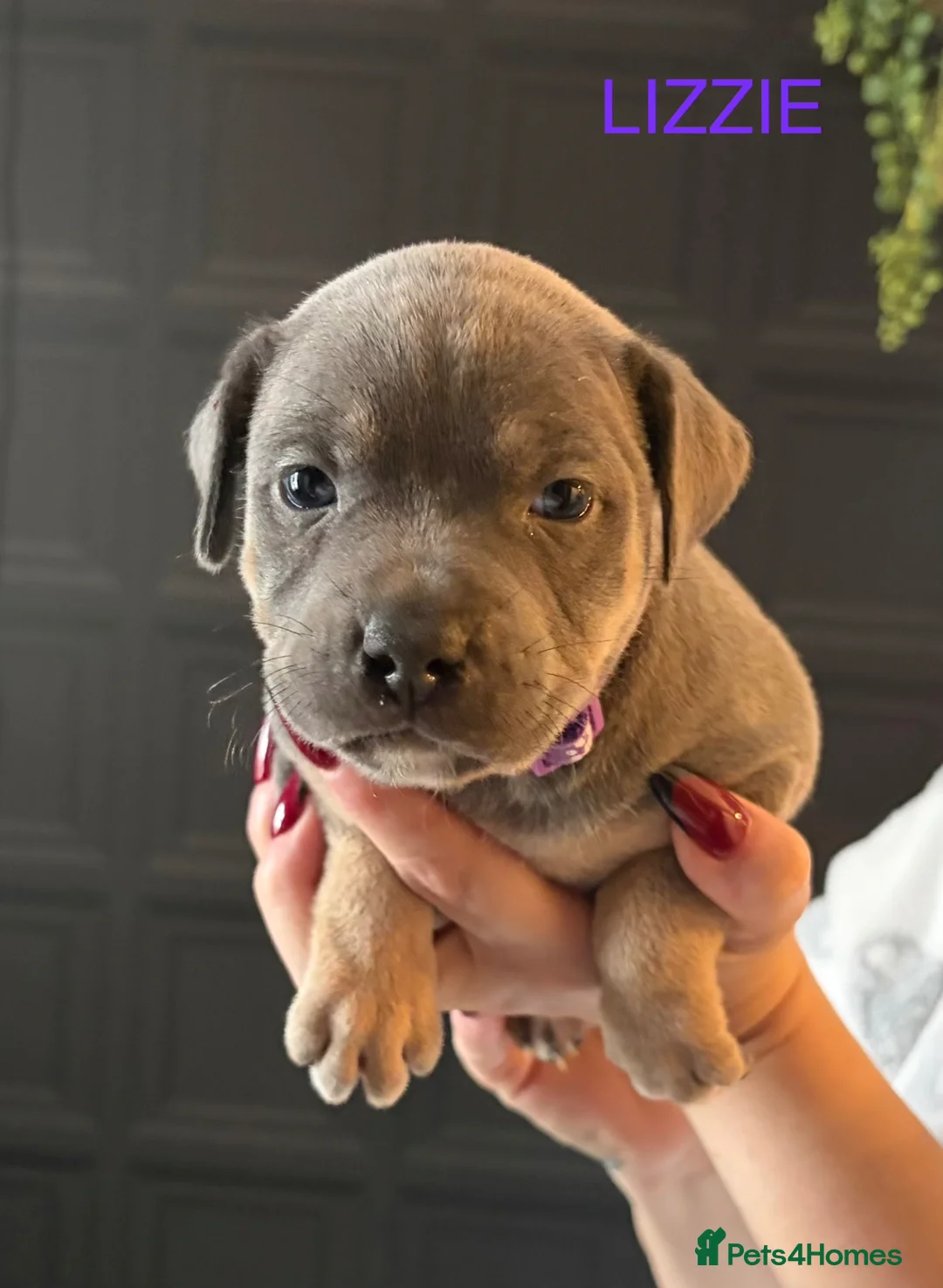 Staffordshire Bull Terrier dogs for sale: Blue/Tan Staffordshire Bull Terriers. - Advert 19