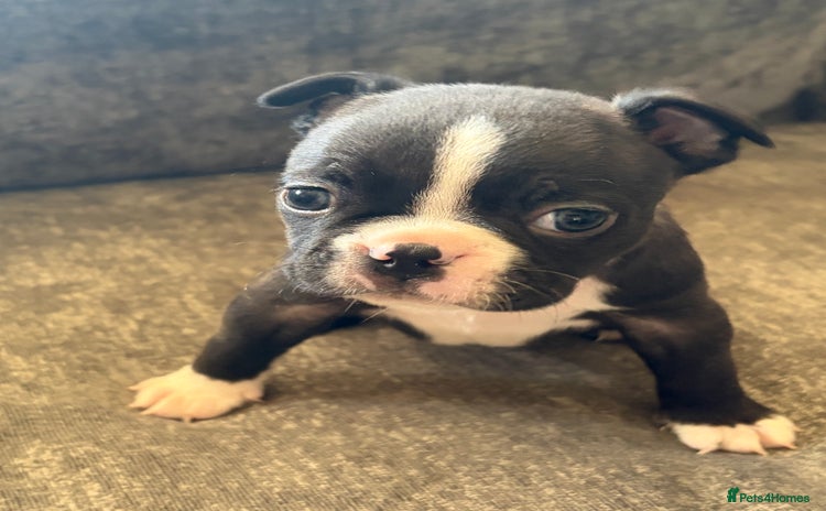 Boston Terrier dogs - Advert 1