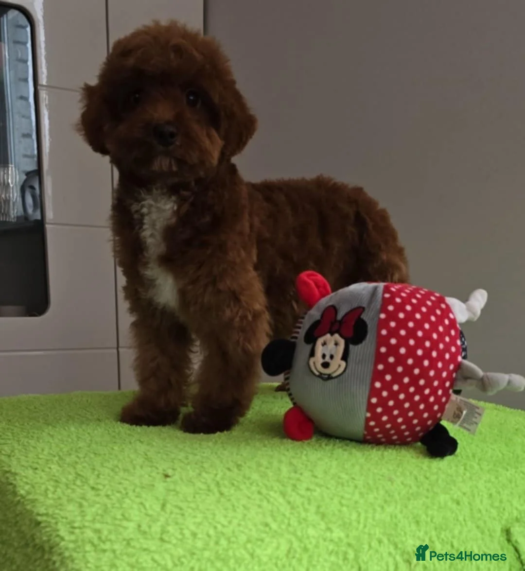 Maltipoo dogs for sale: 6-Month-Old Maltipoo Puppies – Male & Female - Advert 3