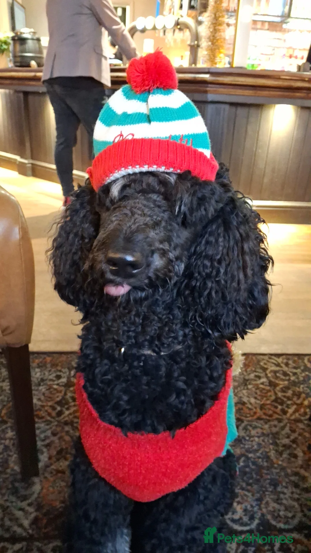 Standard Poodle dogs for stud: FOR STUD NOT SALE! - Advert 2