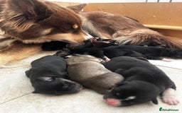 Pomsky dogs for sale: F4 HUSKY MARKED blue eyed Pups! ❄️ HEALTH TESTED - Image 8
