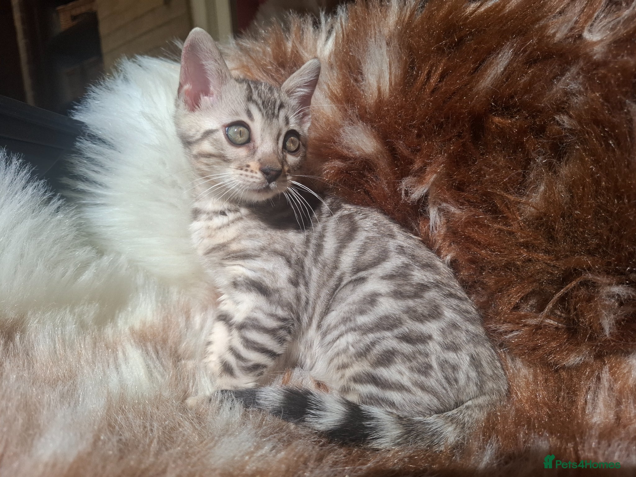 Bengal cats Outstanding Bengal Kittens – 5★ Licensed Cattery - Advert 2