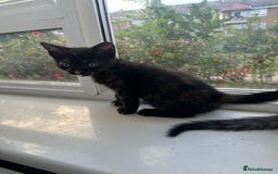 Bengal cats for sale: 6 Cross Bengal Kittens - Image 24