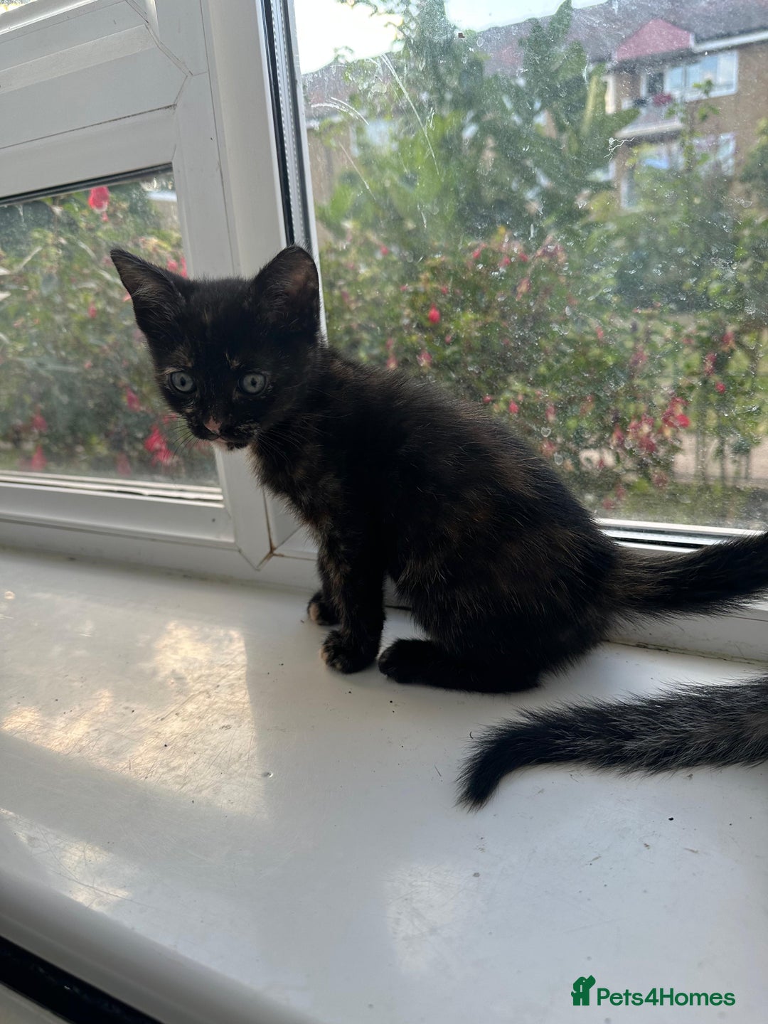 Bengal cats for sale: 6 Cross Bengal Kittens - Image 24