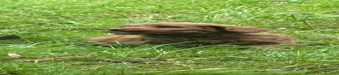 Cockapoo Puppy 3