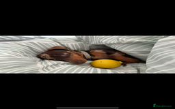Dachshund dogs for sale: Miniature Chocolate Dapple Dachshund Bitch  - Image 14