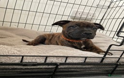 Staffordshire Bull Terrier dogs for sale: 🏅🏆 CHAMPION PLAY BOY STAFFY PUP LAST BOY!! - Image 2