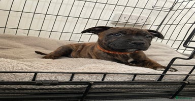 Staffordshire Bull Terrier dogs - Advert 7
