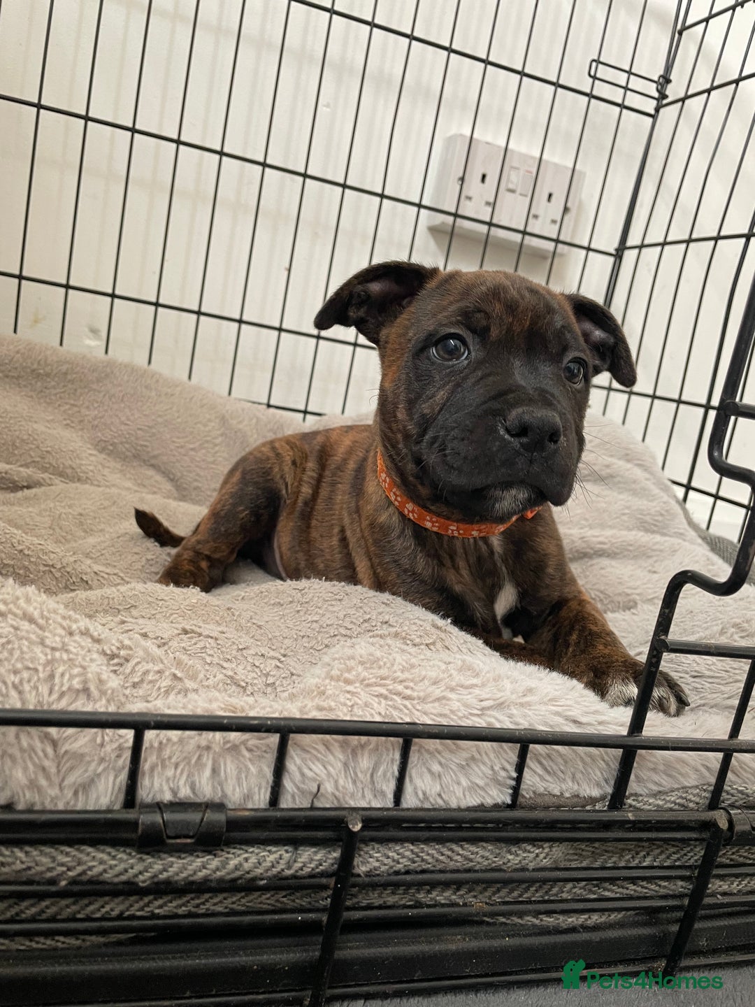 Staffordshire Bull Terrier dogs for sale: 🏅🏆 CHAMPION PLAY BOY STAFFY PUP LAST BOY!! - Image 2