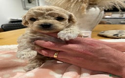 Maltipoo dogs for sale: We have six beautiful Malti-Poo’s - Image 4