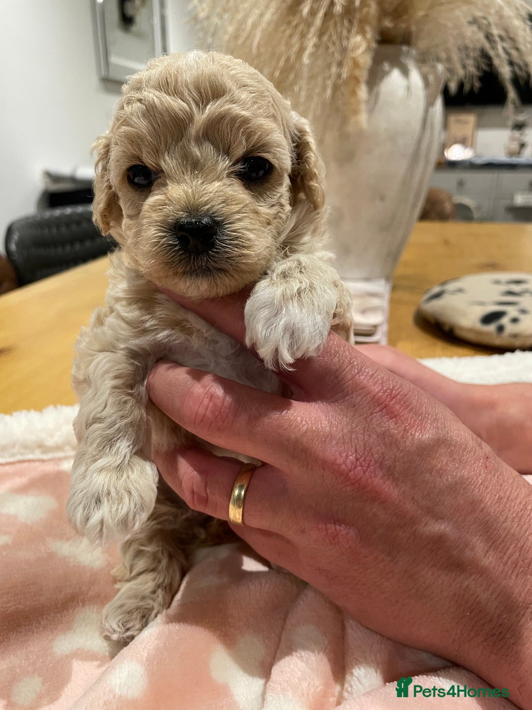 Maltipoo dogs for sale: We have six beautiful Malti-Poo’s - Image 4