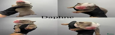Daphne 