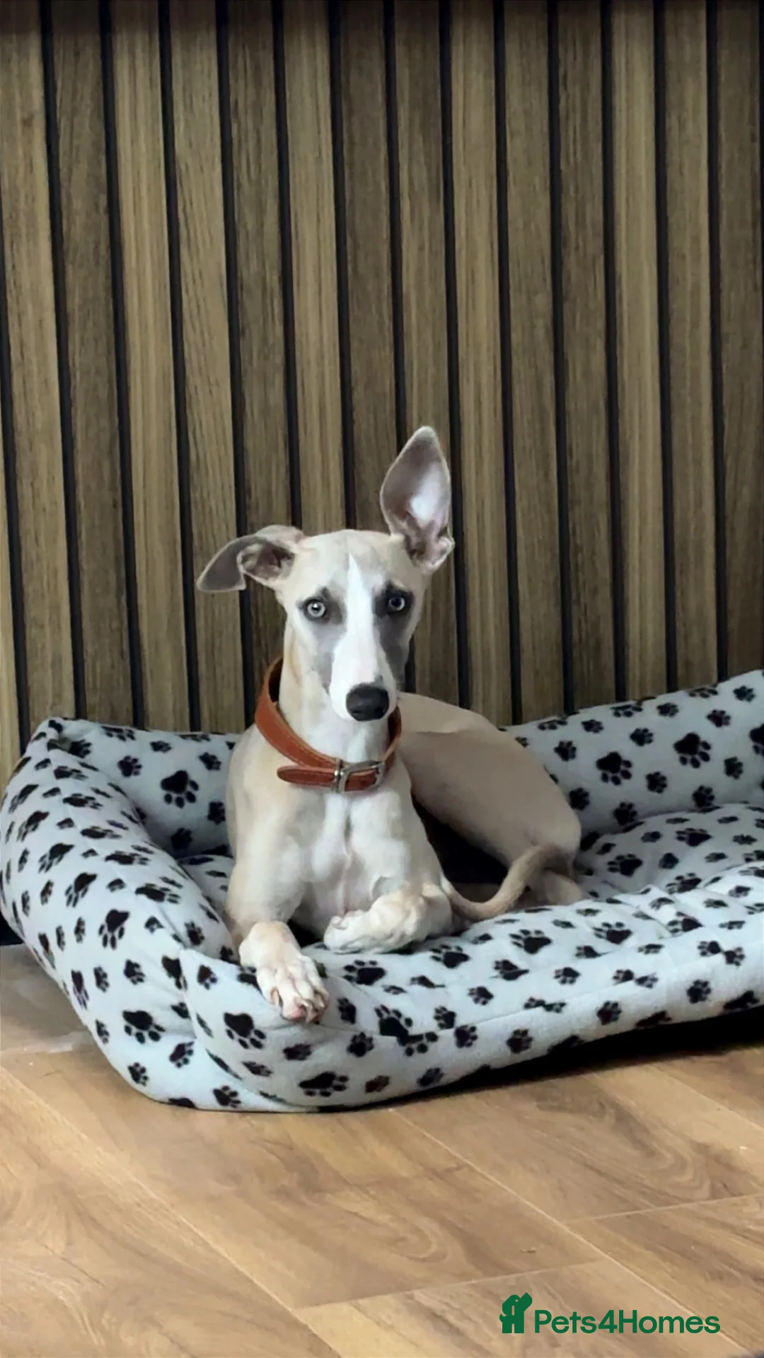 Whippet dogs for sale: Dobby Whippet Pup - Advert 9