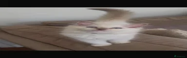 Jet