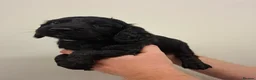 Cocker Spaniel dogs for sale: Black cocker spaniel puppies  - Advert 17