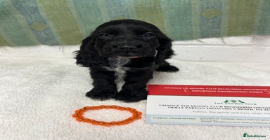 Cocker Spaniel dogs - Advert 10