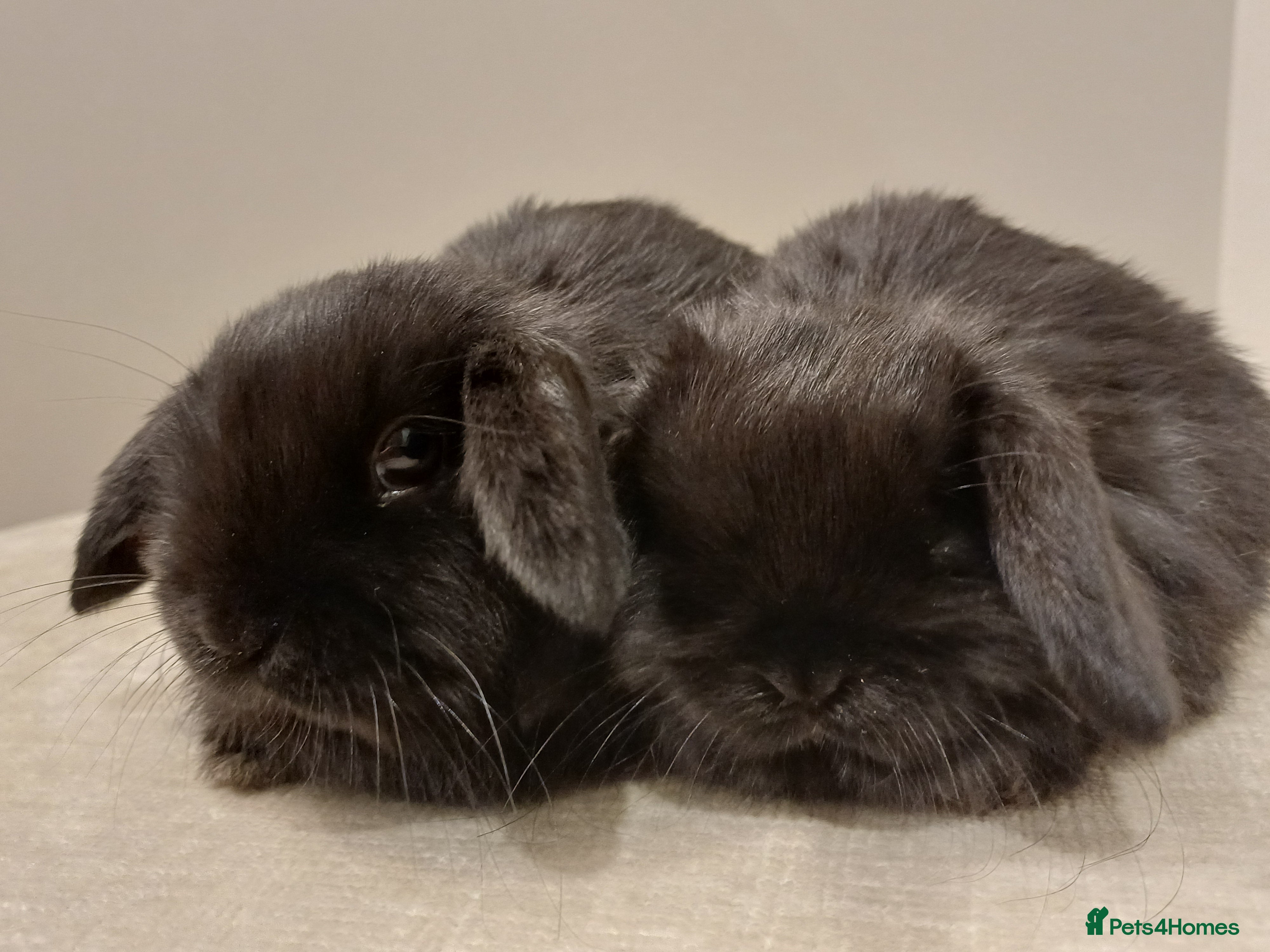 Mini Lop rabbits Adorable Pure Bred Mini Lops 🥰🐰 - Advert 20