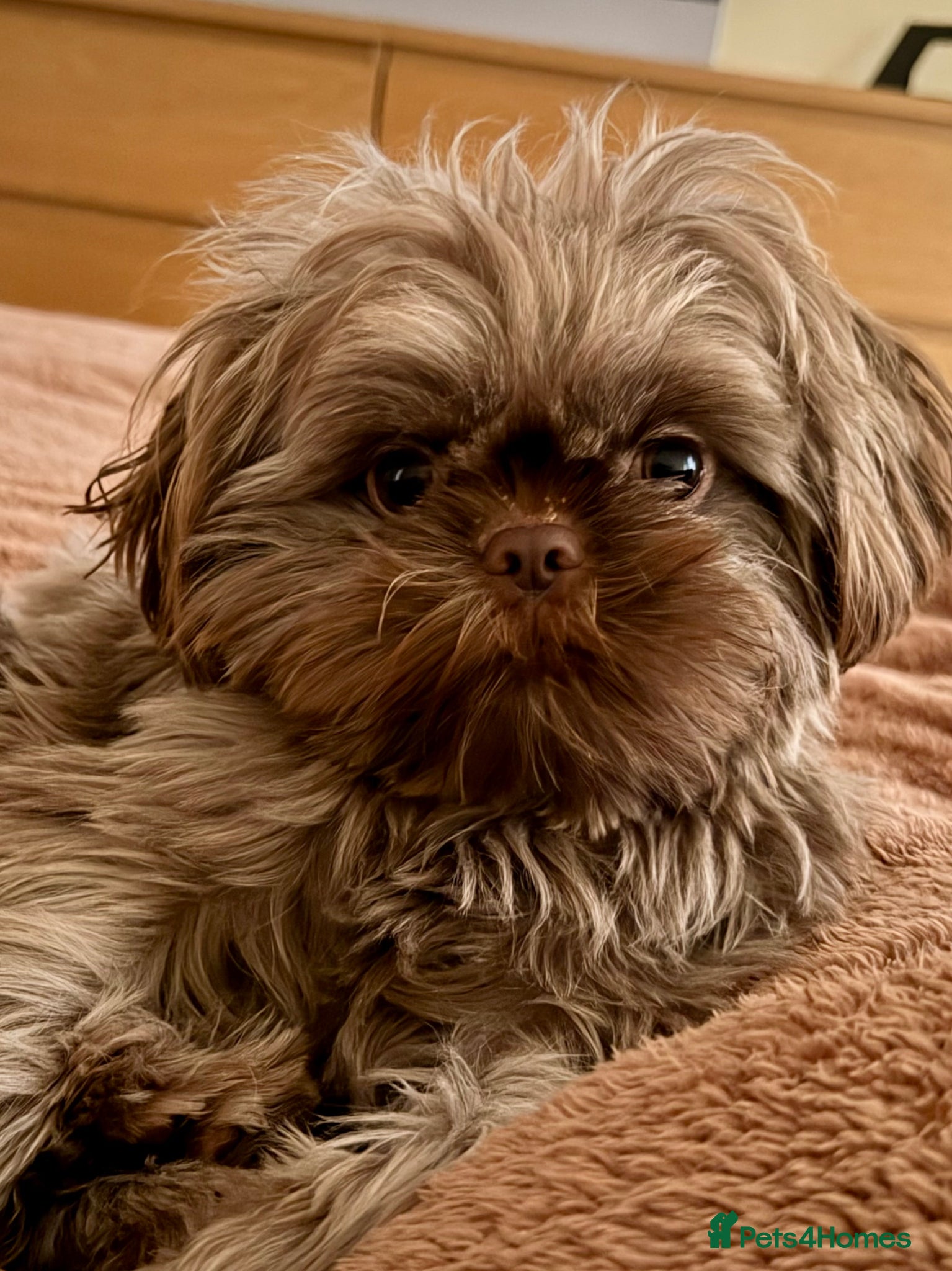 Shih Tzu dogs Chocolate brown Shih Tzu - Advert 2