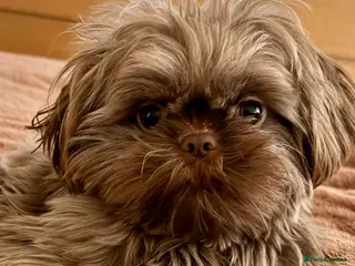 Shih Tzu dogs Chocolate brown Shih Tzu - Advert 2