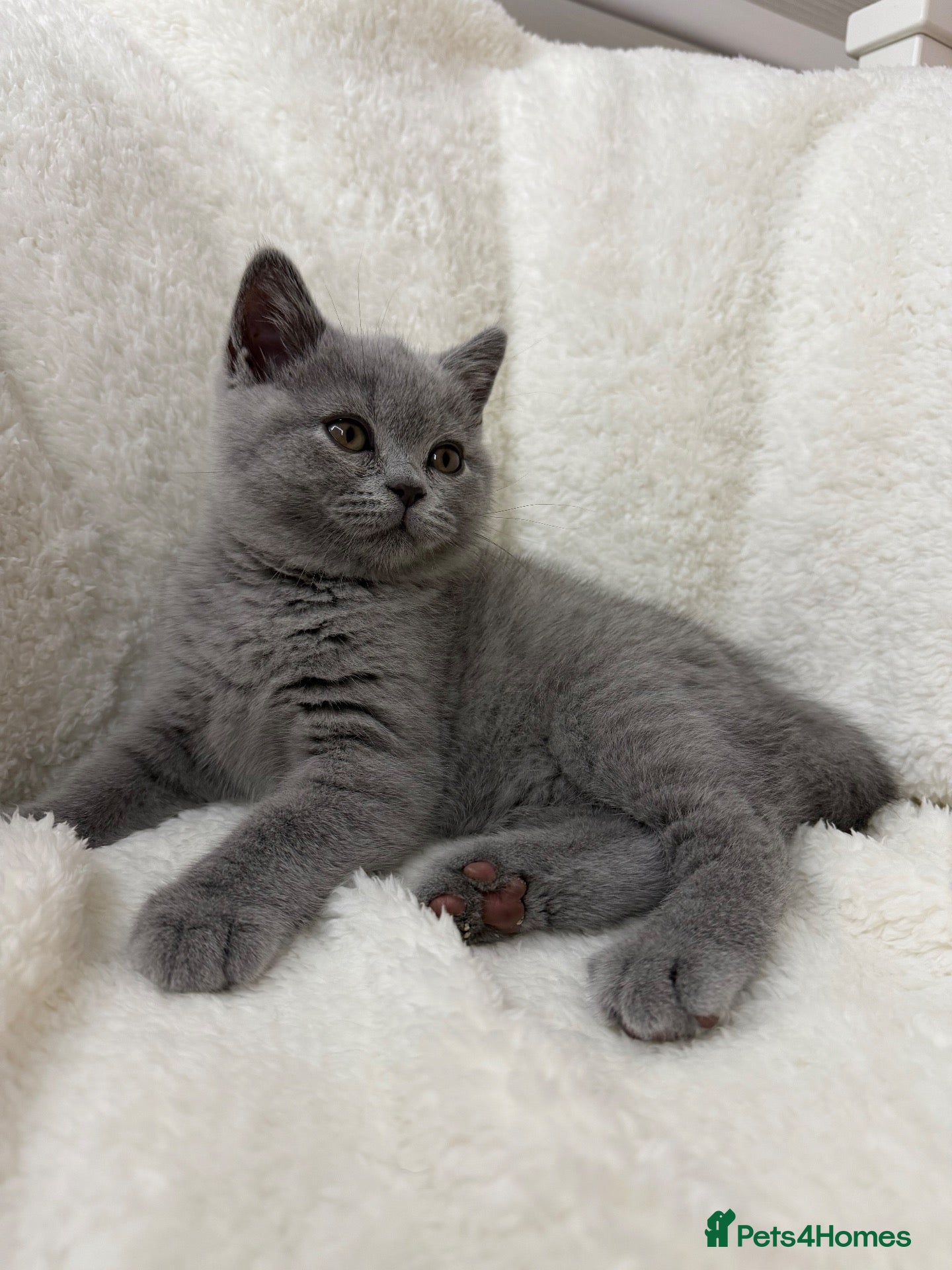 British Shorthair cats Four Gorgeous British Shorthair Kittens - Advert 2