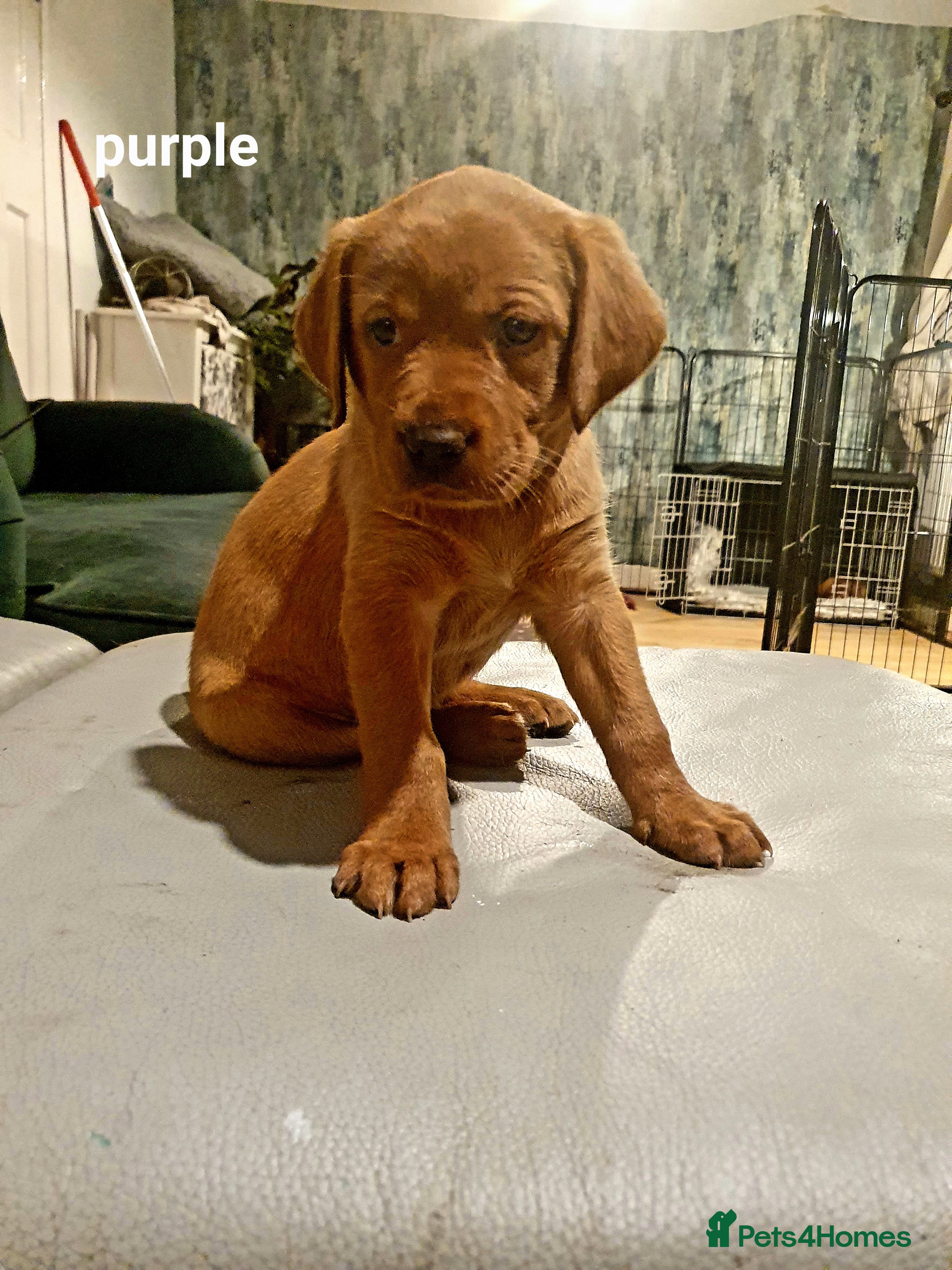 Labrador Retriever dogs Deep Fox Red KC Labs - Advert 1