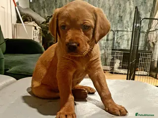 Labrador Retriever dogs Deep Fox Red KC Labs - Advert 1