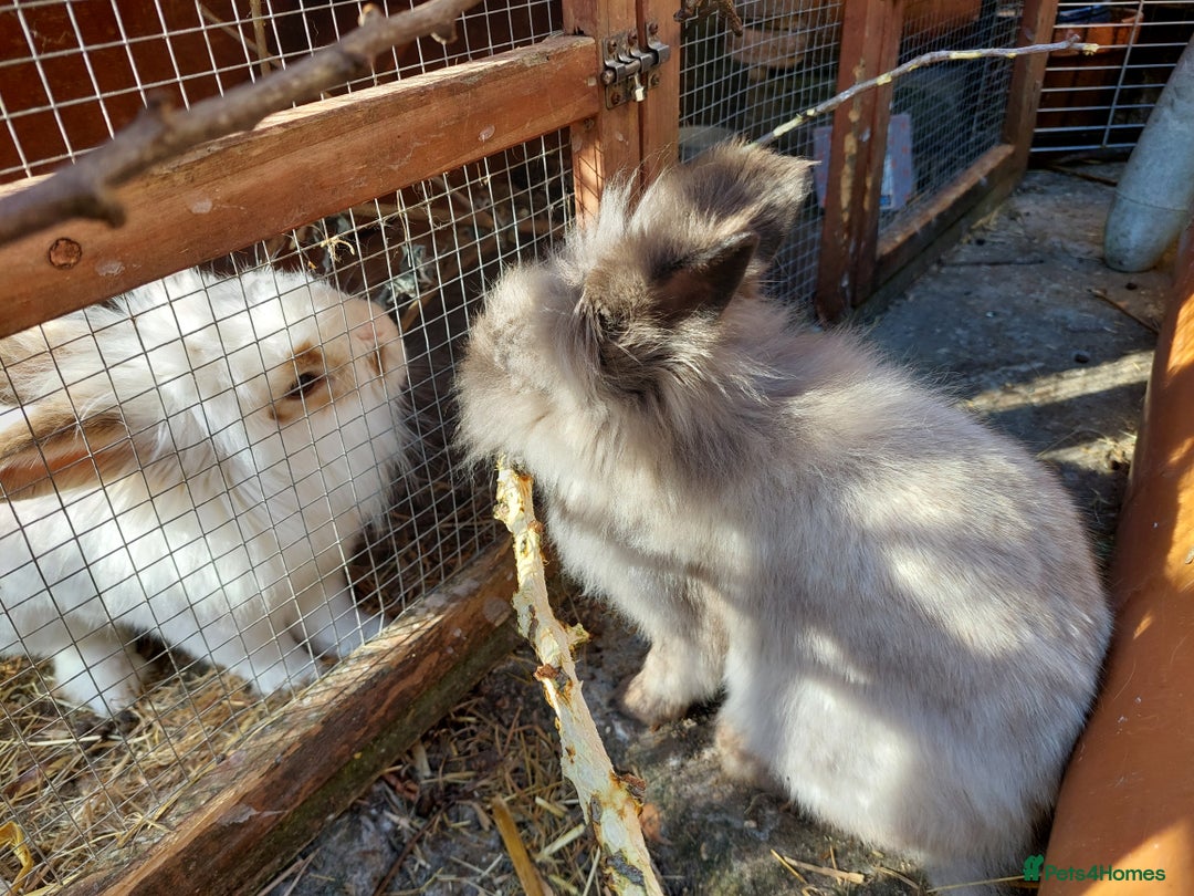 Mixed Breed rabbits for sale: All Female Gorgeous Lionhead/Lop/English rabbits. in Pewsey - Image 16