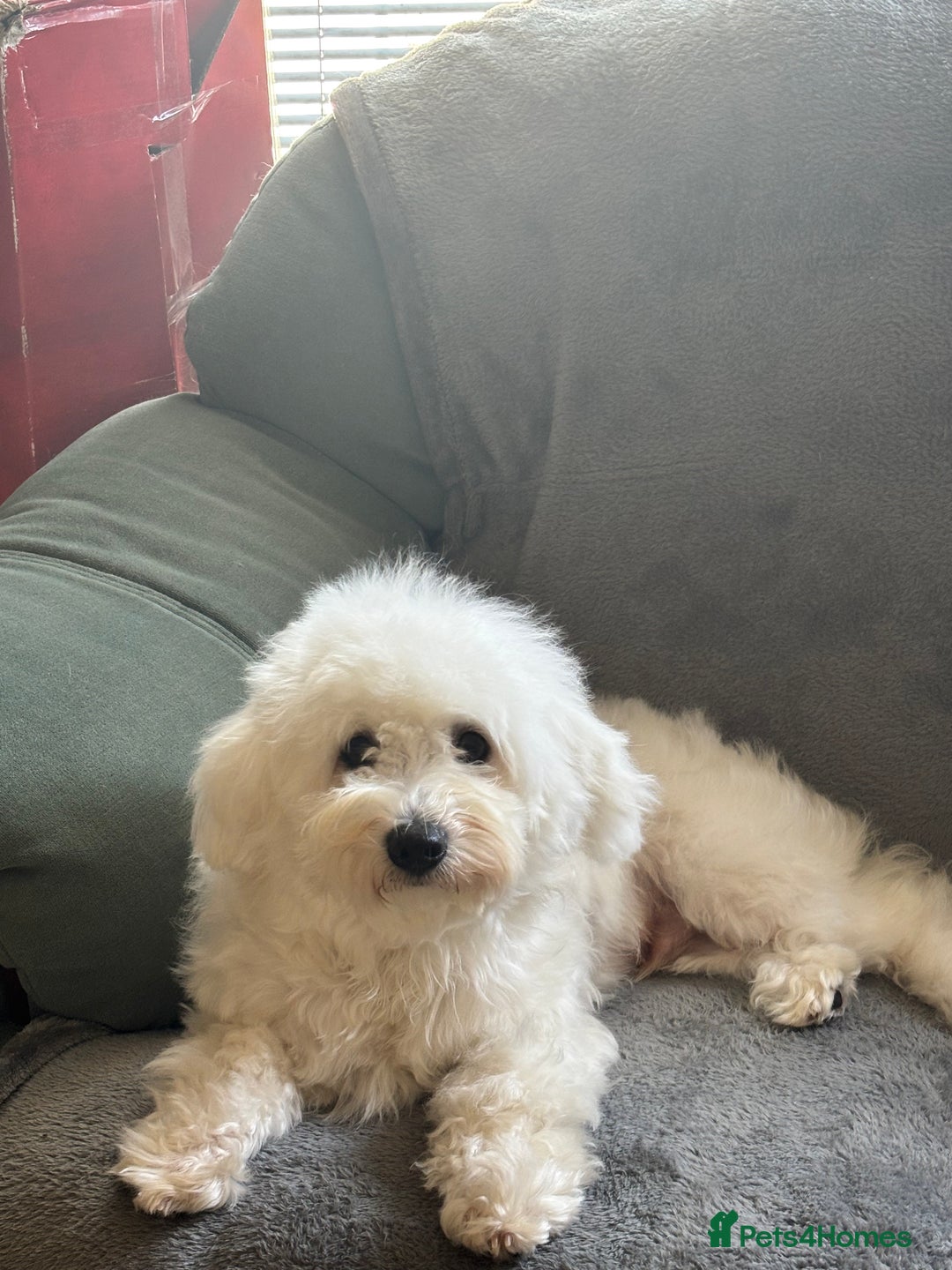 Bichon Frise dogs for sale: Teddy - Advert 10