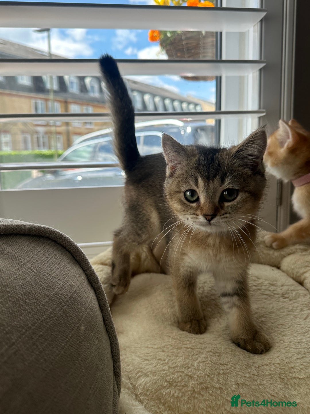 British Shorthair cats for sale: ‼️Ready now, last kitten left TICA registered  - Image 21