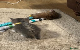 Siberian cats for sale: Siberian GCCF. kittens no hidden cost ready 6 oct  - Image 14