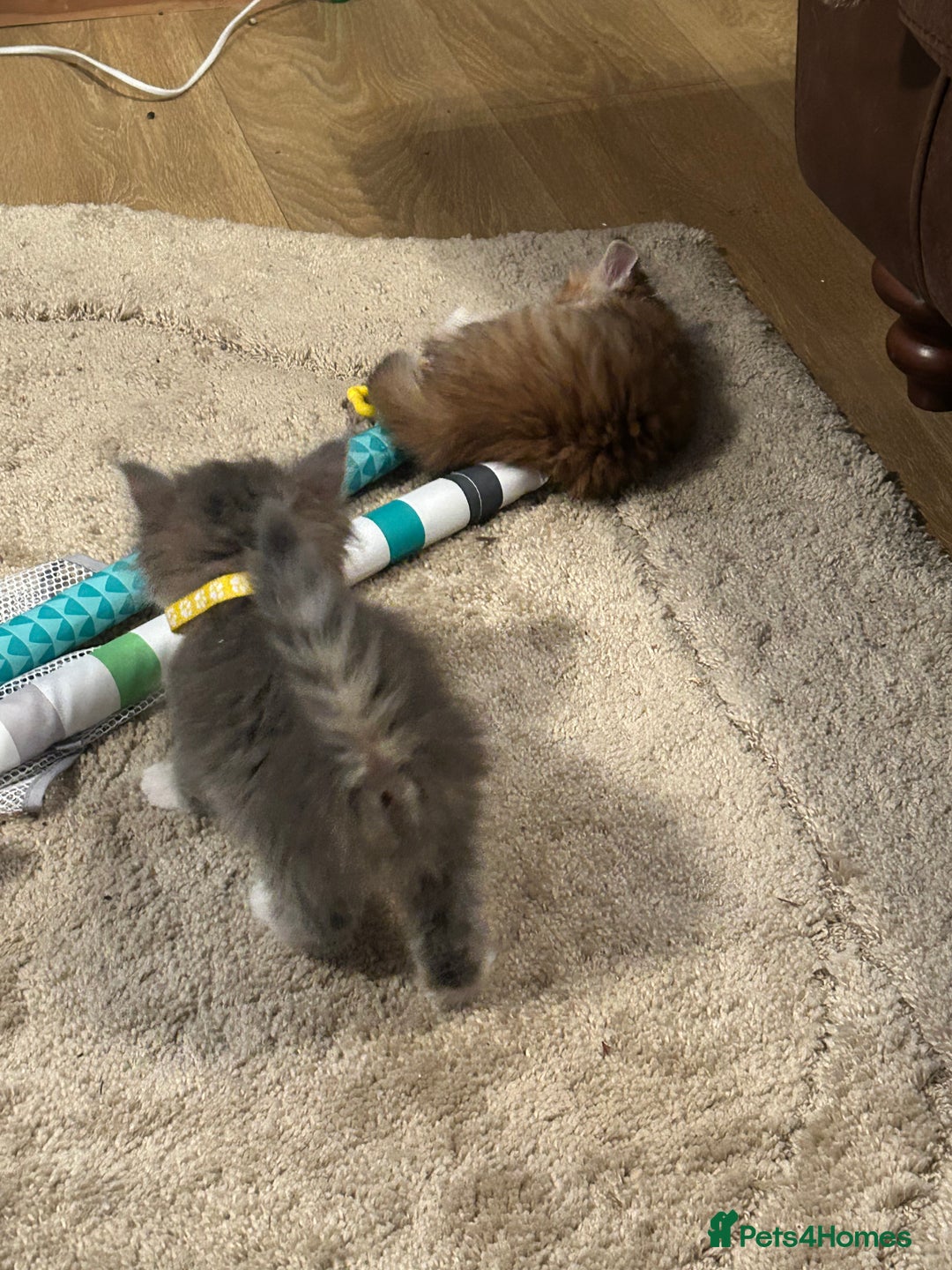 Siberian cats for sale: Siberian GCCF. kittens no hidden cost ready 6 oct  - Image 14