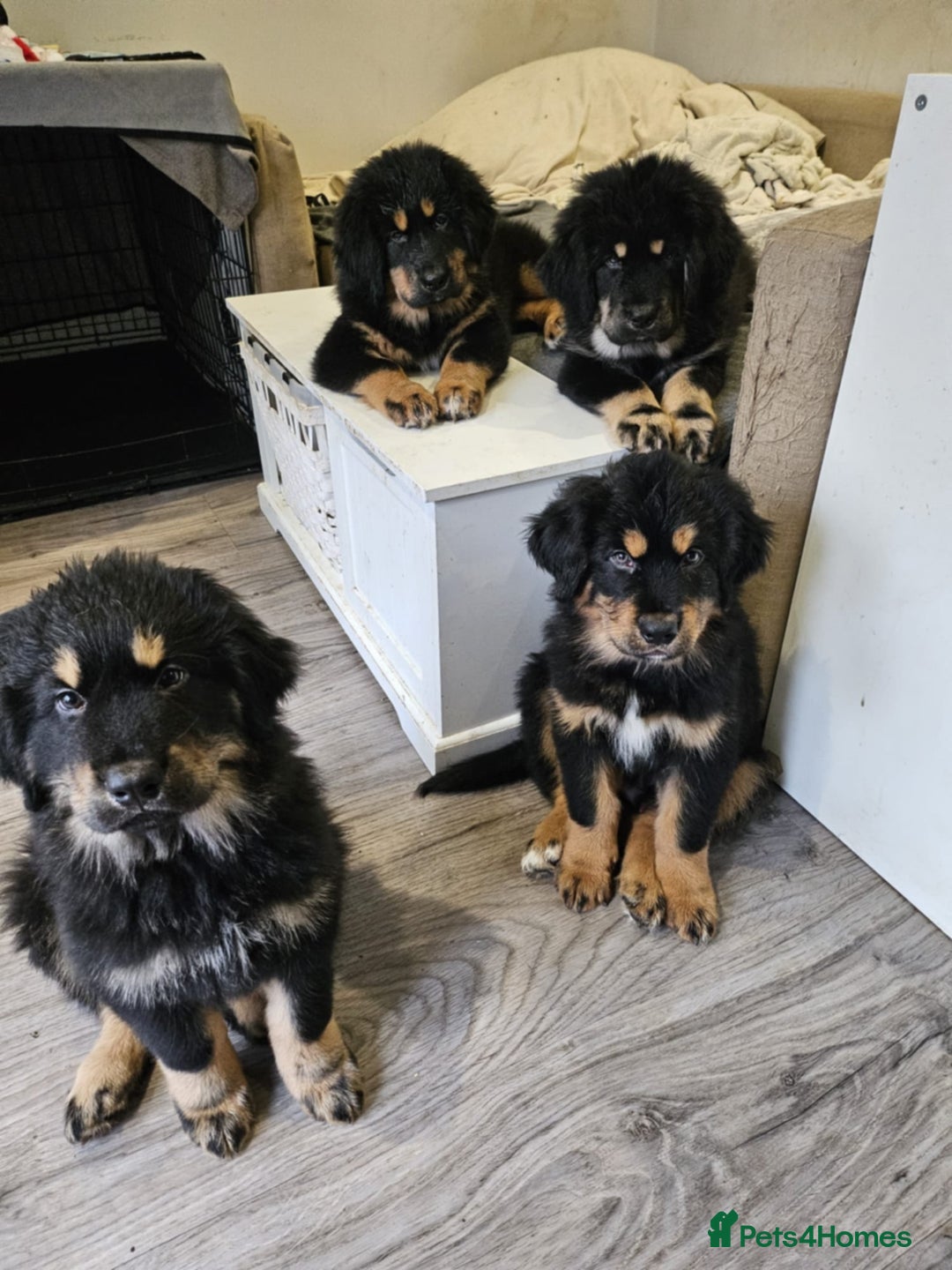 Tibetan Mastiff dogs for sale: Tibetan mastiff puppies  - Advert 1