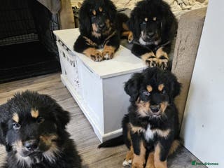 Tibetan Mastiff dogs Tibetan mastiff puppies - Advert 1