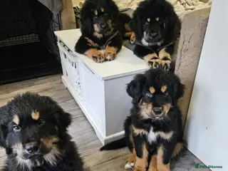 Tibetan Mastiff dogs Tibetan mastiff puppies - Advert 1