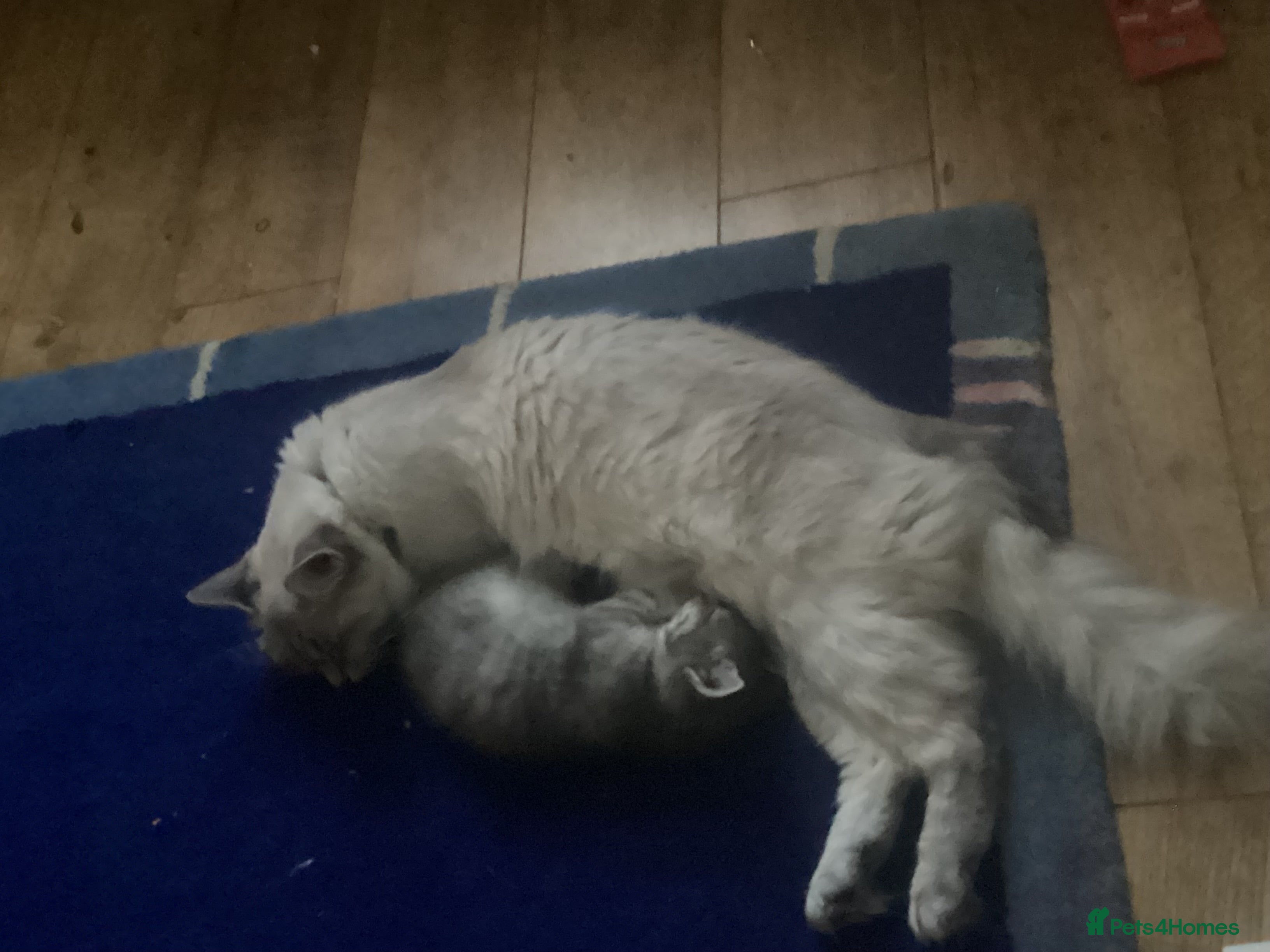 Mixed Breed cats Ragdoll x - Advert 1